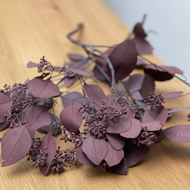 Branches d'eucalyptus fraîche cinerea - le feuillage idéal pour créer